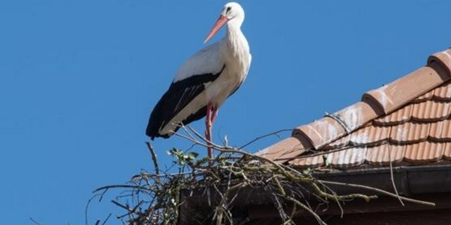 Der Weissstorch ist einer der grössten Vögel Mitteleuropas und erreicht eine Flügelspannweite von zwei Metern. (Bild Nationalgestüt)
