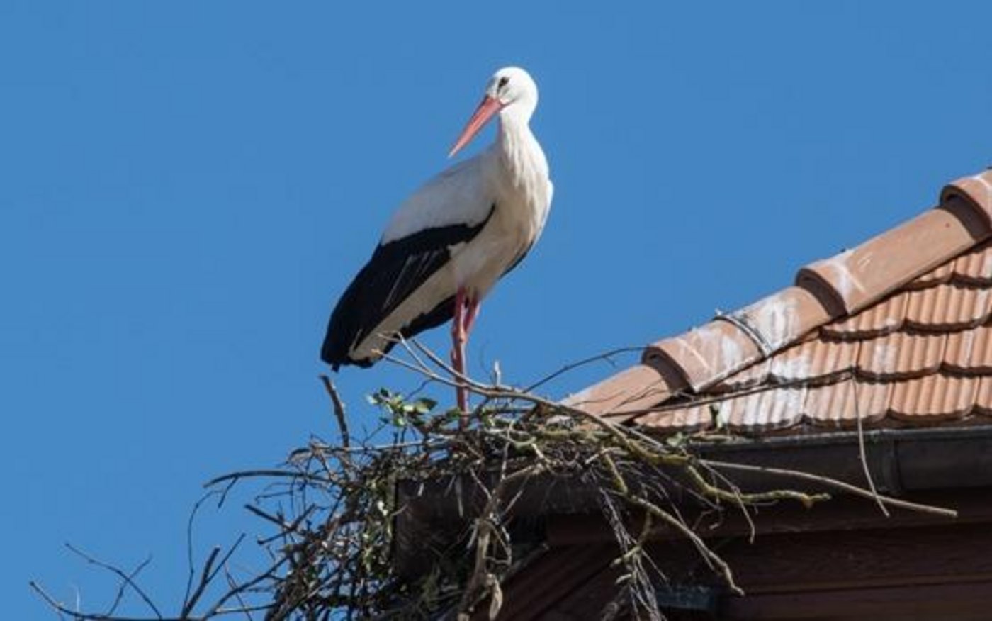 Der Weissstorch ist einer der grössten Vögel Mitteleuropas und erreicht eine Flügelspannweite von zwei Metern. (Bild Nationalgestüt)