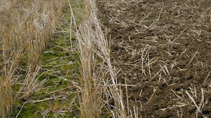 Wichtig ist eine flache Bearbeitung, damit die Körner Bodenschluss erhalten, aber nicht vergraben werden.