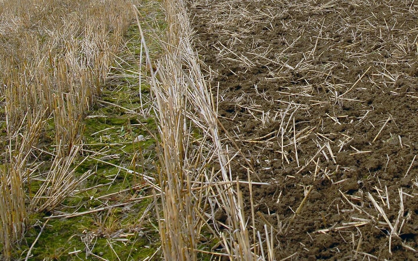 Wichtig ist eine flache Bearbeitung, damit die Körner Bodenschluss erhalten, aber nicht vergraben werden.