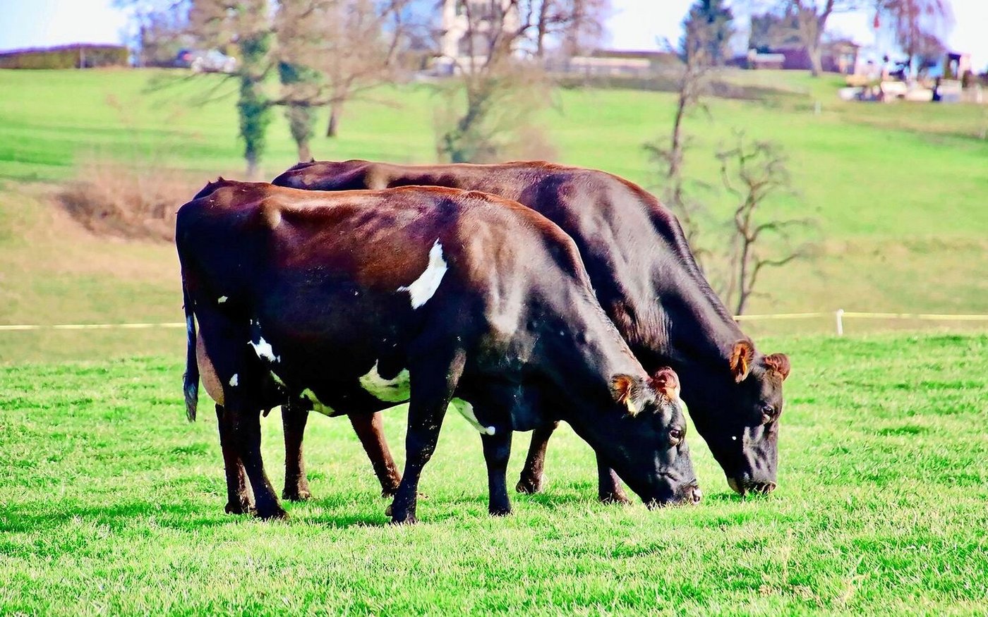 Zwischen den Zwillingskühen Iona und Ina bestand eine starke Verbundenheit. Ob auf der Weide oder beim Melken, die beiden waren immer zusammen unterwegs.  