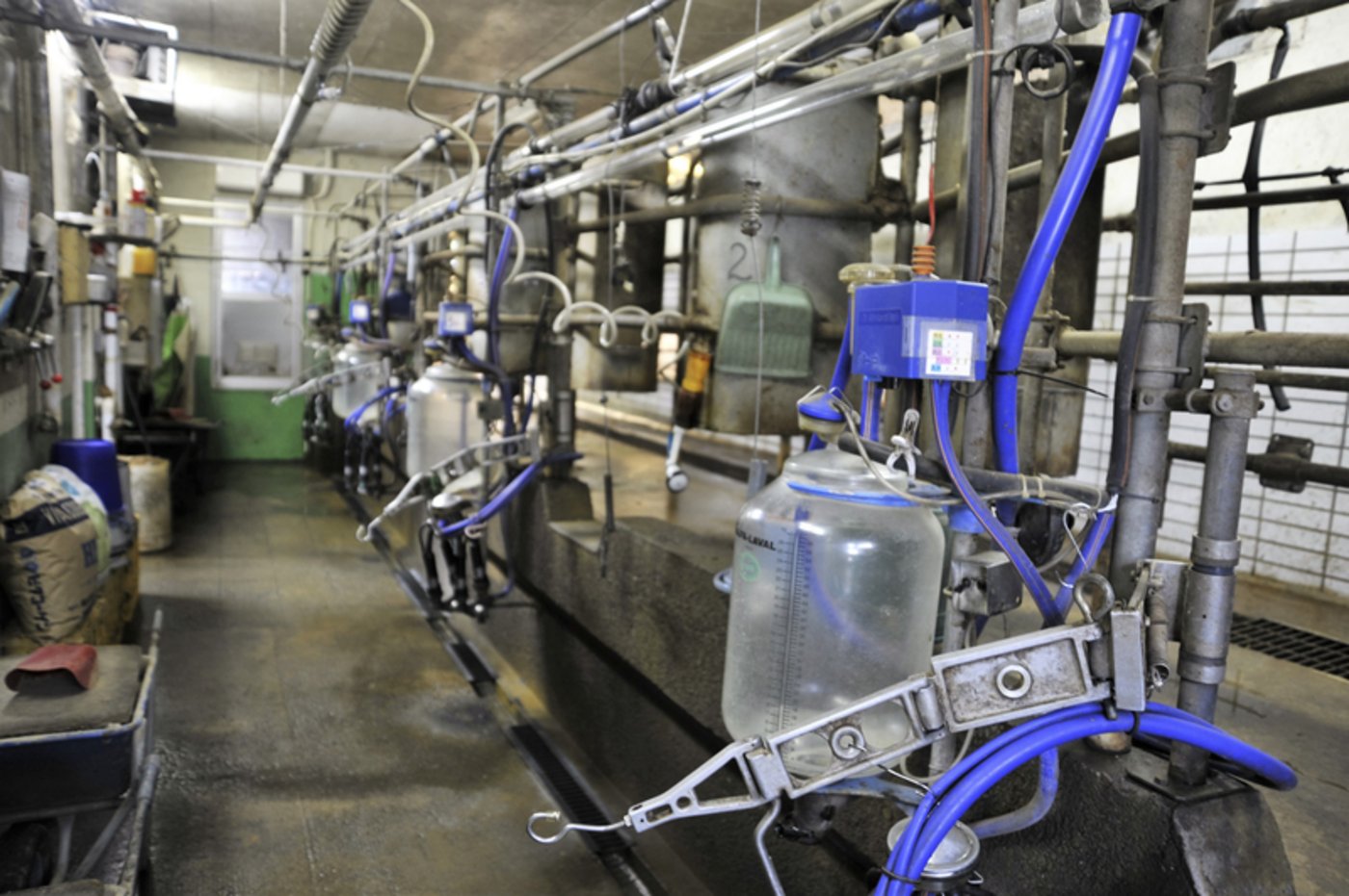 Die Kühe werden zweimal täglich von zwei Mitarbeitern gemolken. 