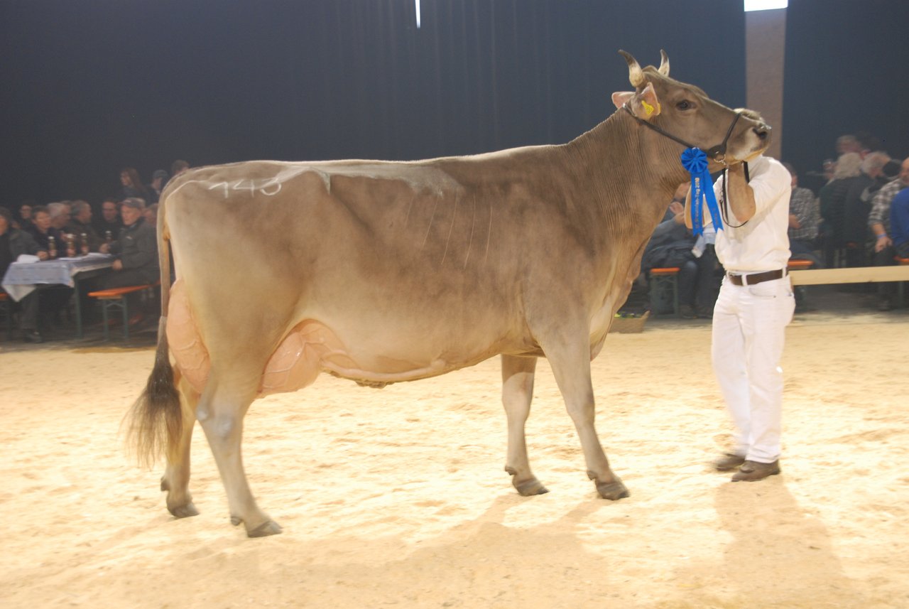 Polykarp Paloma von Gian Demarmel war die einzige behornte Kuh an der Ausstellung. Sie wurde Zweite in der Abteilung 10.