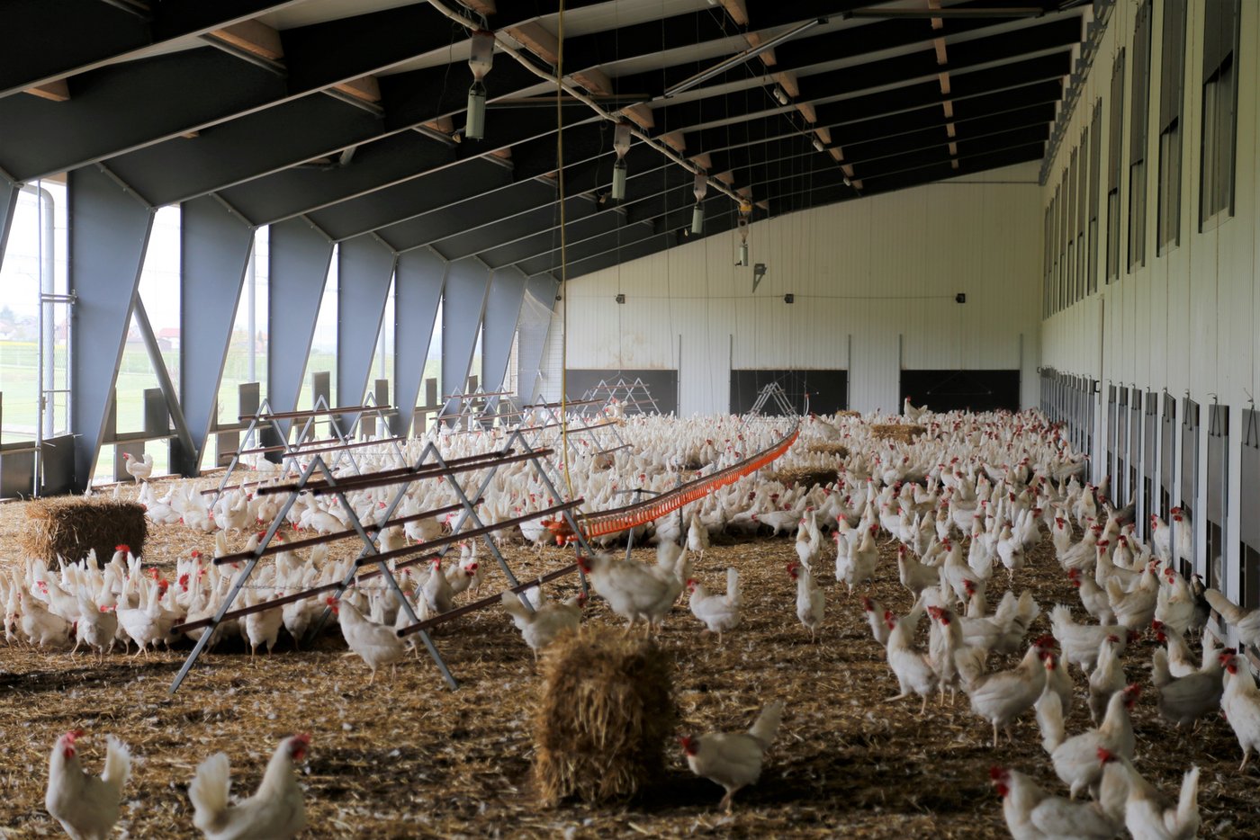 Gestänge und Strohballen inmitten des Wintergartens beschäftigen die Hühner. (Bild Melina Gerhard)
