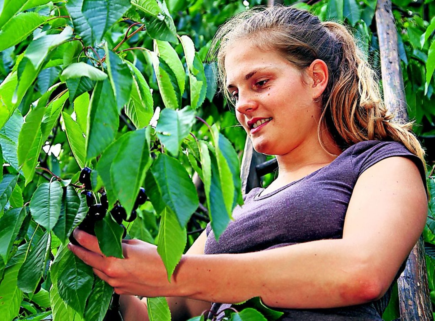 Die Zuger-Rigi-Chriesi AG sucht Produzenten. Die Preise seien mittlerweile interessant geworden. (Bild: Erika Rebsamen)