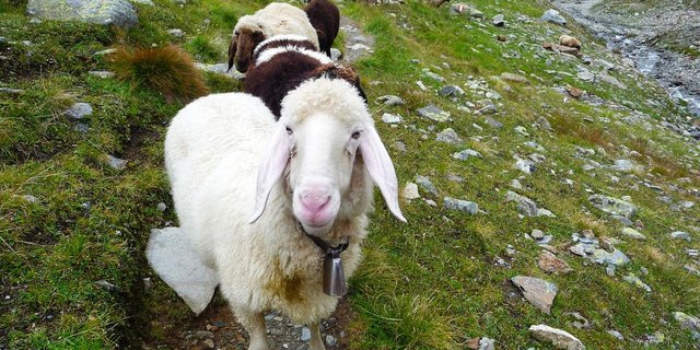 Neben Rindern, Ziegen und Schafen sind auch Wanderer gefährdet, gibt der SBV zu bedenken. Nicht direkt durch den Wolf, aber wegen Herdenschutzhunden und ängstlichen Mutterkühen. (Symbolbild Pixabay)