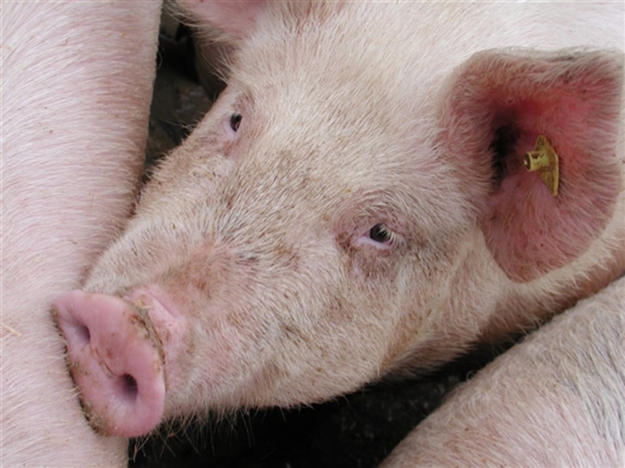 Die Schweinebestände in den USA steigen weiter. (Bild BauZ)