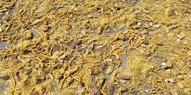 Nahaufnahme des Teigwaren-Bruchs, der auf dem Boden trocknet.