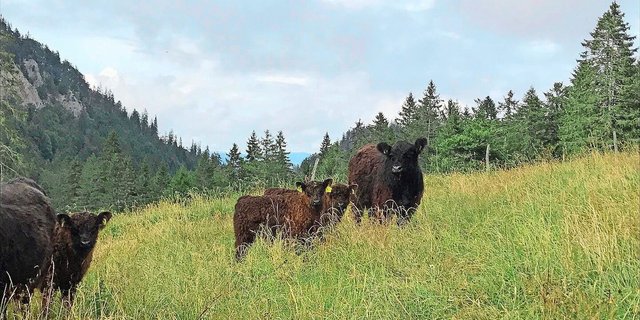 Die Galloway-Mutterkuhherde verbringt jeweils den Sommer auf der betriebseigenen Alp im Waadtland.