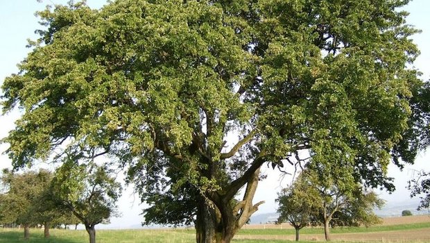 Sept-en-gueule: In der Schweiz wächst sie an einem riesigen Baum, mit einem Stammumfang von 4,7 Metern, in Orges VD. (Bilder Klaus Gersbach)