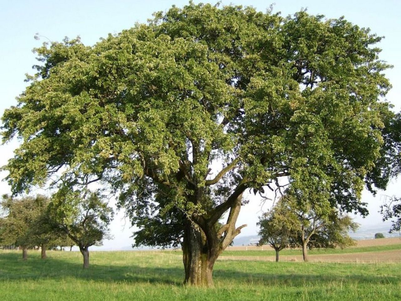 Sept-en-gueule: In der Schweiz wächst sie an einem riesigen Baum, mit einem Stammumfang von 4,7 Metern, in Orges VD. (Bilder Klaus Gersbach)