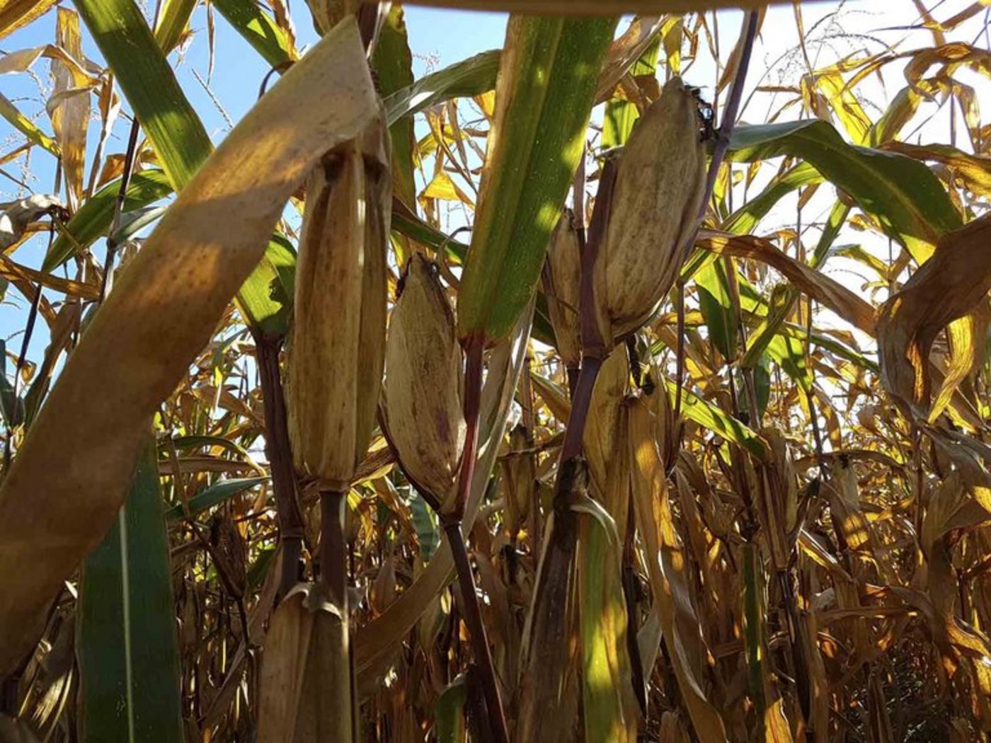 Vielerorts ist der Mais schon notreif, allerdings weit entfernt von Kolben dieser Grösse. (Bild Archiv)