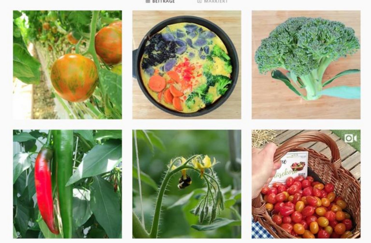 Ein Blick auf das Instagram-Profil der Seeländer Gemüseproduzenten. (Bild Screenshot Instagram)