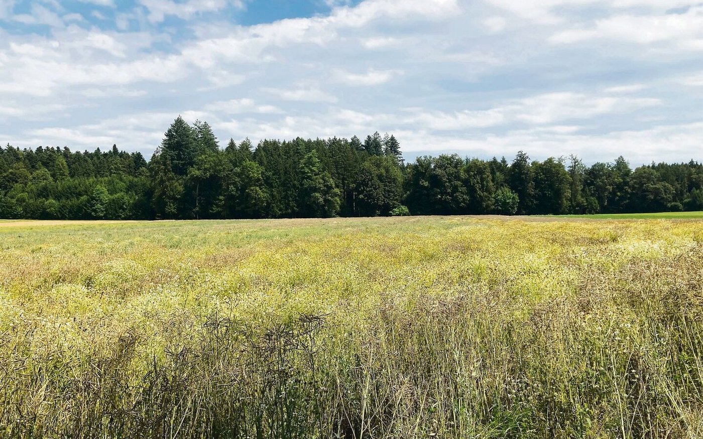Schädlinge machen dem Raps zu schaffen. Schwache, verunkrautete Bestände gab es heuer auch zu sehen.