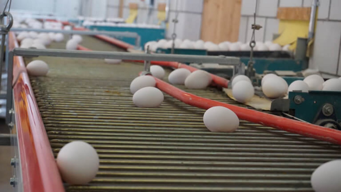 Jeden morgen kommen die Eier per Förderband von den Nestern. 