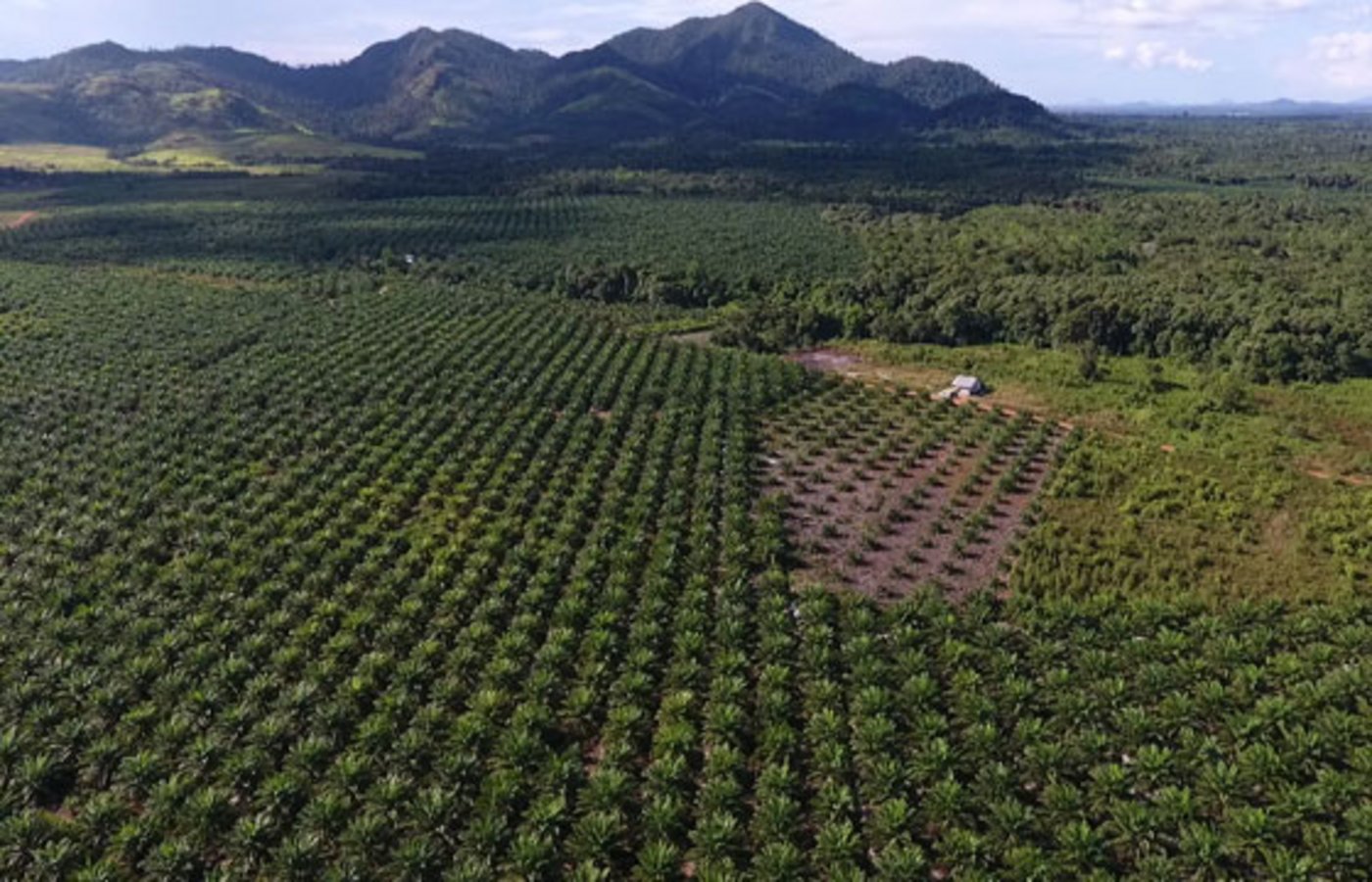 Die Monokulturen verdrängen die Regenwälöder. (Bild Brot für alle/Urs Walter)