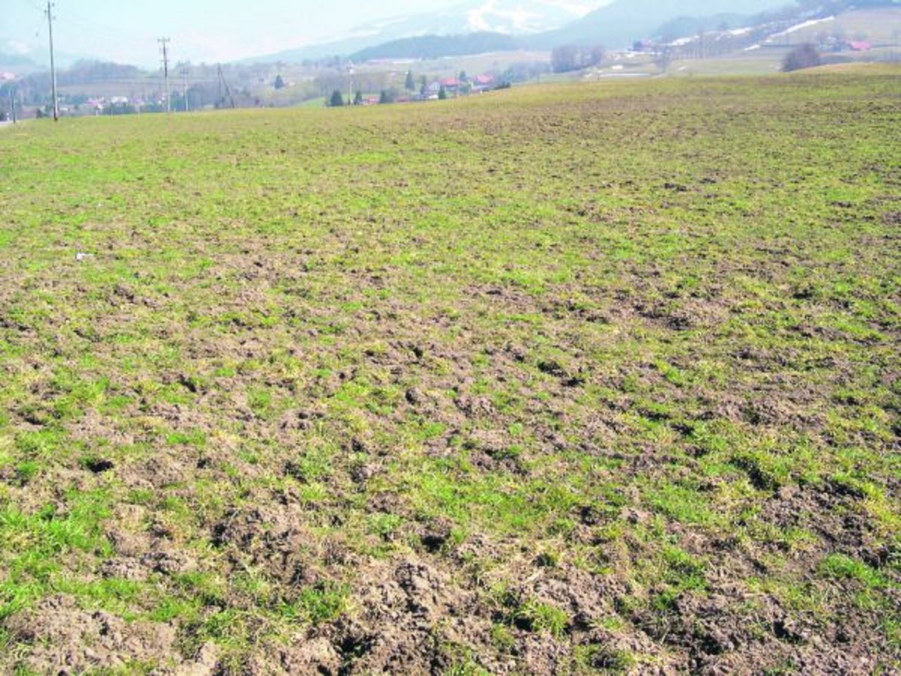 Massenbefall: Hier ist eine direkte Bekämpfung nicht mehr erfolgreich. (Bild Pierre Aeby)