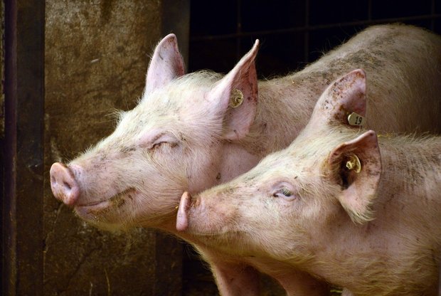 Papier war gestern - die Suisag führt das elektronische Behandlungsjournal ein Die Gesundheitsdaten der Schweine müssen in Zukunft in einem elektronischen Behandlungsjournal eingetragen werden. (Bild Pixabay)