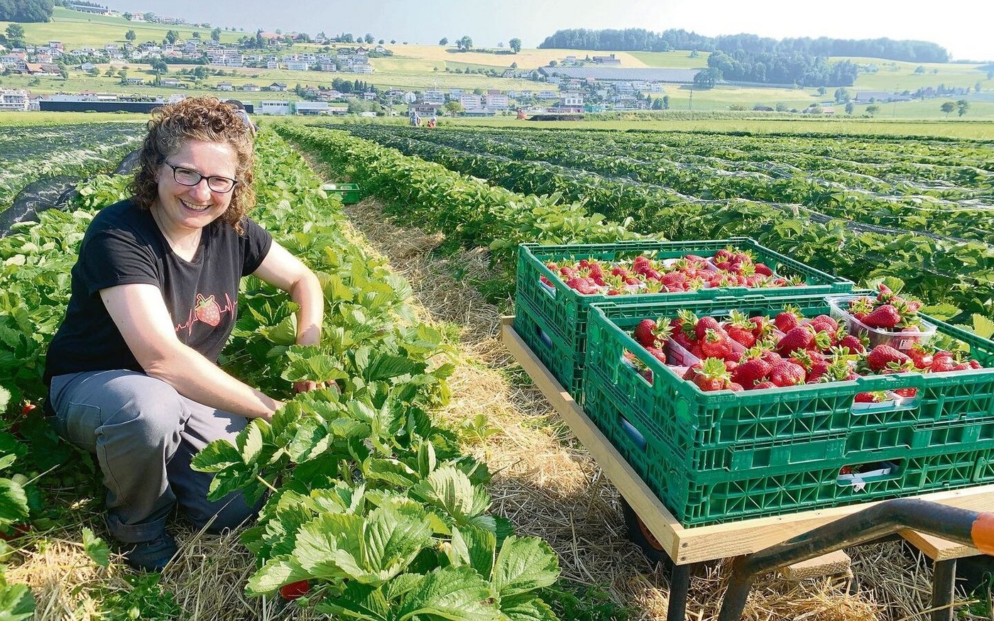 Antonia Müller im Erdbeerenfeld. Ein Teil wird für die Direktvermarktung mit Helferinnen geerntet, einen Teil der Früchte können Kunden selber pflücken. 