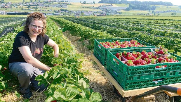 Antonia Müller im Erdbeerenfeld. Ein Teil wird für die Direktvermarktung mit Helferinnen geerntet, einen Teil der Früchte können Kunden selber pflücken. 