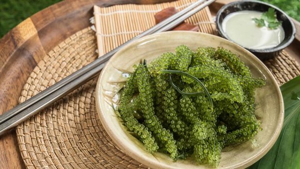 Meerestraube dient als gesunder Ersatz für Kaviar