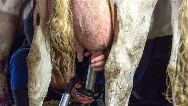 Wer A2-Urmilch produzieren will, muss vor allem die Genetik seiner Kühe anpassen und einen Abnehmer für die Milch finden. (Bild BauZ)
