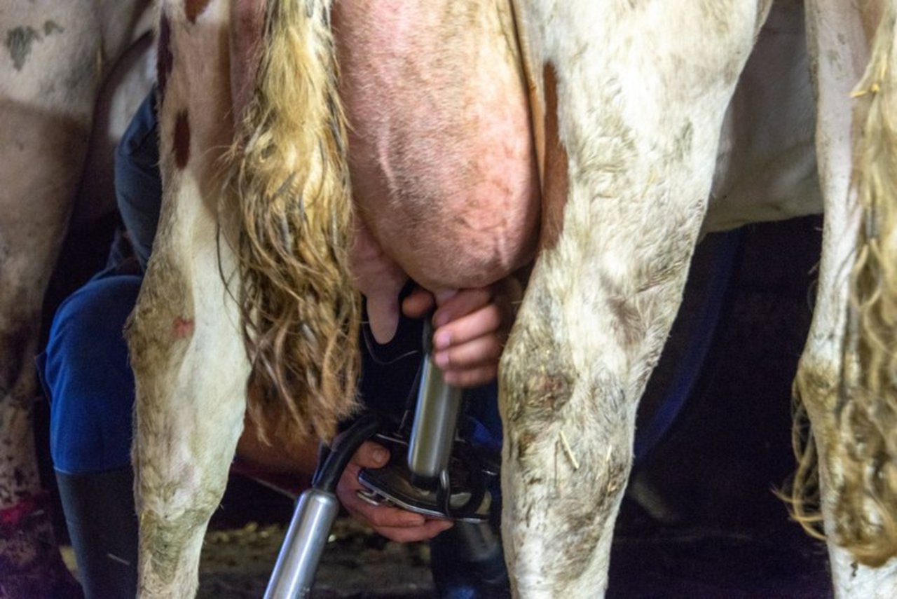 Wer A2-Urmilch produzieren will, muss vor allem die Genetik seiner Kühe anpassen und einen Abnehmer für die Milch finden. (Bild BauZ)