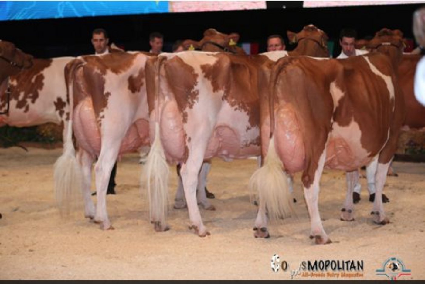 Sie siegte in der Kategorie 4: Suard Red Jordan Irene, Gebrüder Schrago, Middes (CH). (Bild Cowsmopolitan)