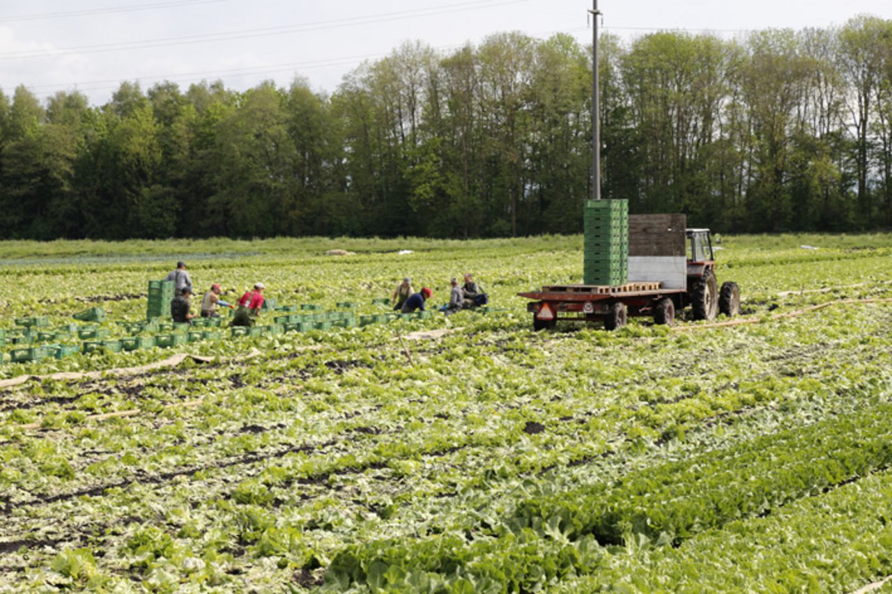 Landwirtschaftliche Angestellte bekommen nicht zwei Prozent mehr Lohn. (Bild ji)