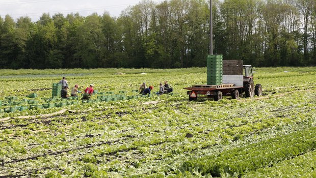 Landwirtschaftliche Angestellte bekommen nicht zwei Prozent mehr Lohn. (Bild ji)