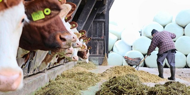 Milchproduzenten sind gezwungen, sich mit der wirtschaftlichen Situation auseinanderzusetzen.