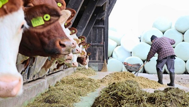 Milchproduzenten sind gezwungen, sich mit der wirtschaftlichen Situation auseinanderzusetzen.