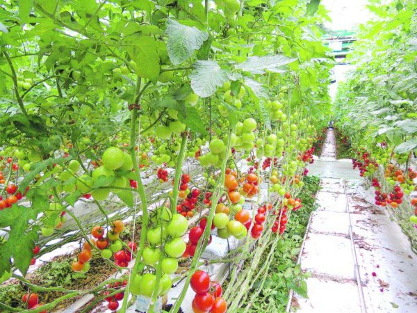 Das Image der Hors-Sol-Produktion, wie hier von Tomaten, ist in den letzten Jahren dank gewissen Umweltvorteilen besser geworden, deshalb will sie kaum noch jemand deklarieren. (Bild David Eppenberger)