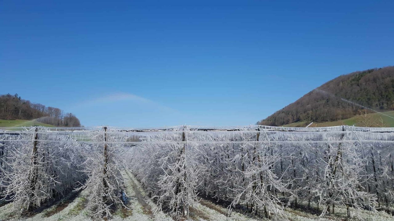Dieser Aargauer Obstbetrieb hat sich mit Überkronenberegnung gegen Frostschäden eingerichtet. (Bild Daniel Schnegg, LZ Liebegg)