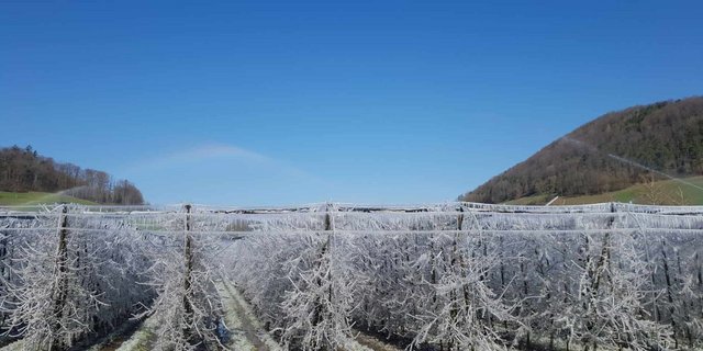 Dieser Aargauer Obstbetrieb hat sich mit Überkronenberegnung gegen Frostschäden eingerichtet. (Bild Daniel Schnegg, LZ Liebegg)