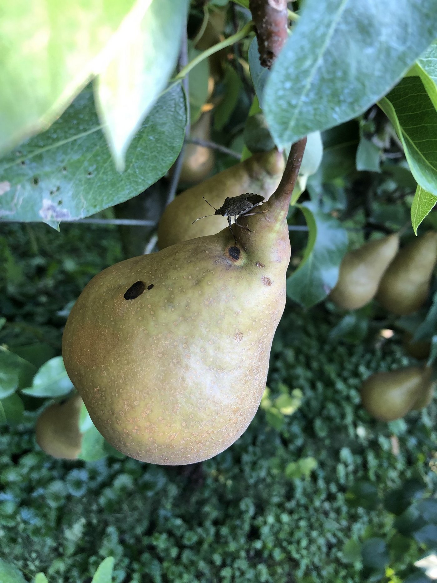 Besonders Birnenkulturen sind dieses Jahr von Schäden durch die marmorierte Baumwanze betroffen. (Bild Manuel Strupler)
