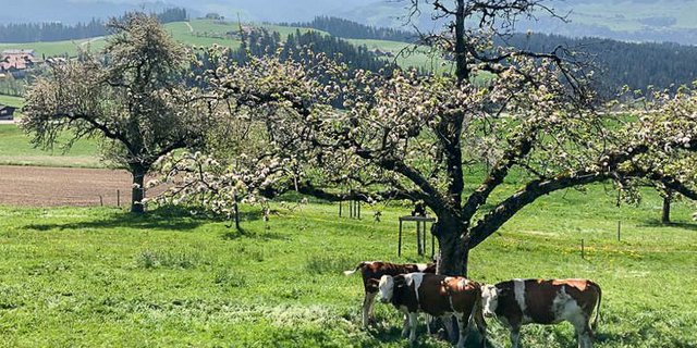 Kühe auf einer Weide. (Bild et)