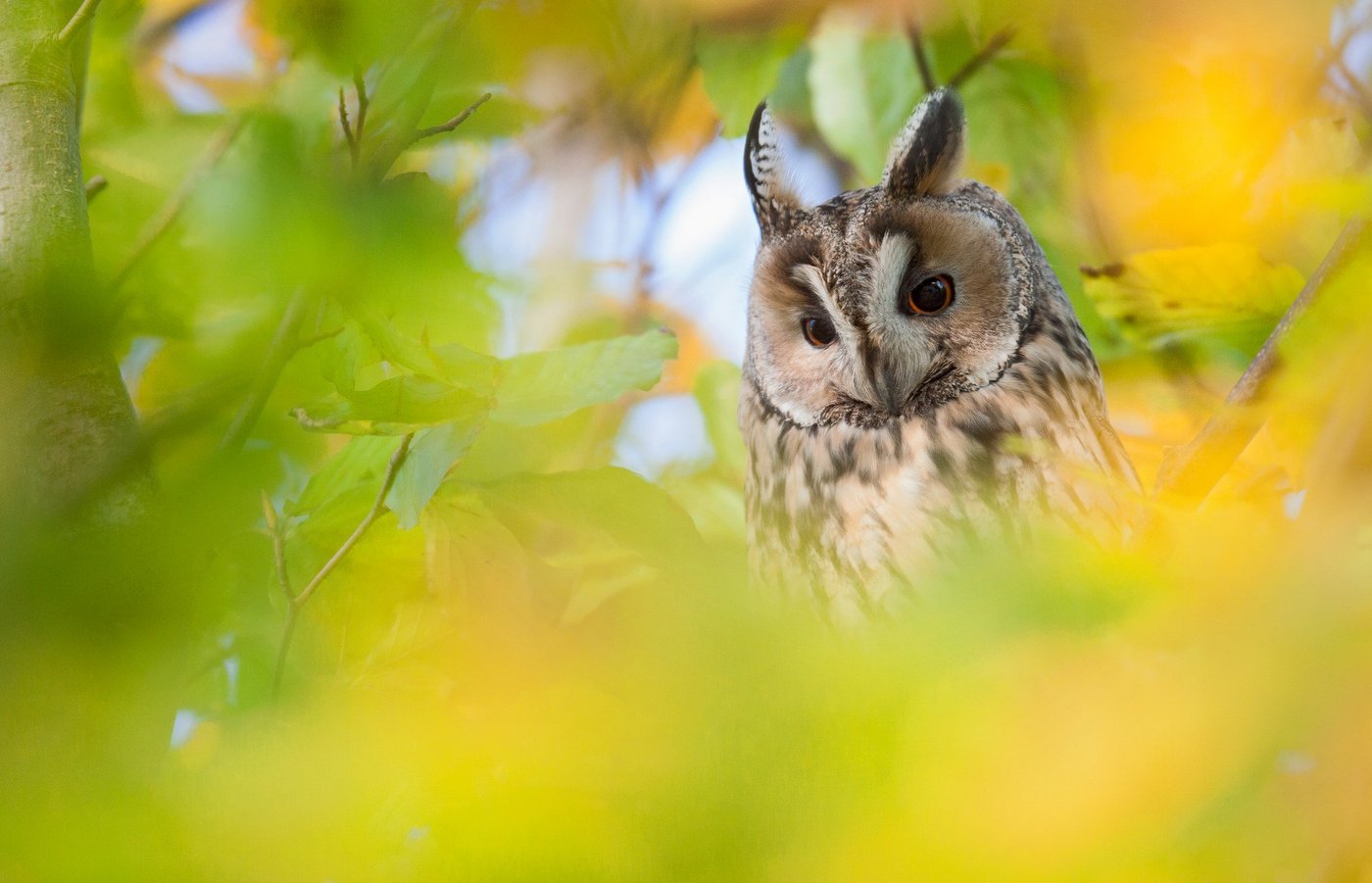 Das Siegerbild des Fotowettbewerbs 2013 zeigt eine Waldohreule, aufgenommen durch eine Lücke im Blattwerk. (Foto: © Flurin Leugger)