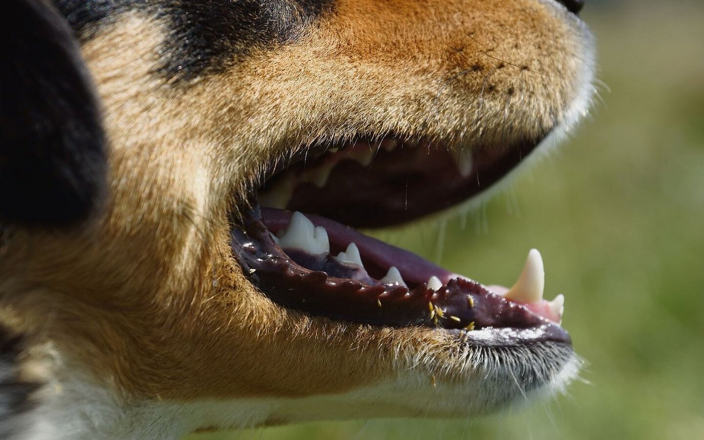 Bei den Strafanzeigen betreffen gemäss Laboratorium der Urkantone drei Viertel der Anzeigen Hunde und Heimtiere.
