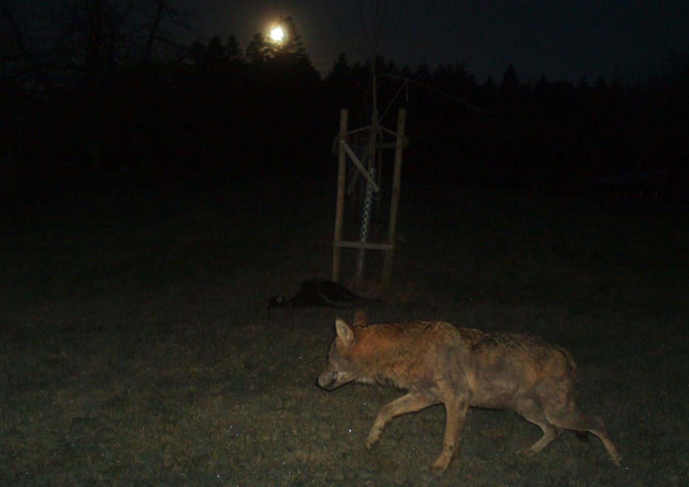 Am Sonntagmorgen schoss eine Fotofalle vor dem zuletzt betroffenen Hof um sieben Uhr ein Bild von einem erwachsenen Wolf. (Bild zVg)