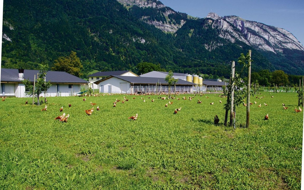 Freilandhaltung heisst, dass die Tiere täglich auf die Wiese dürfen.