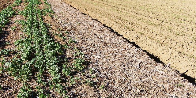 Bei der Rapsernte kann schnell das 80-fache der Saatmenge an Ausfallraps anfallen. (Bild André Chassot)