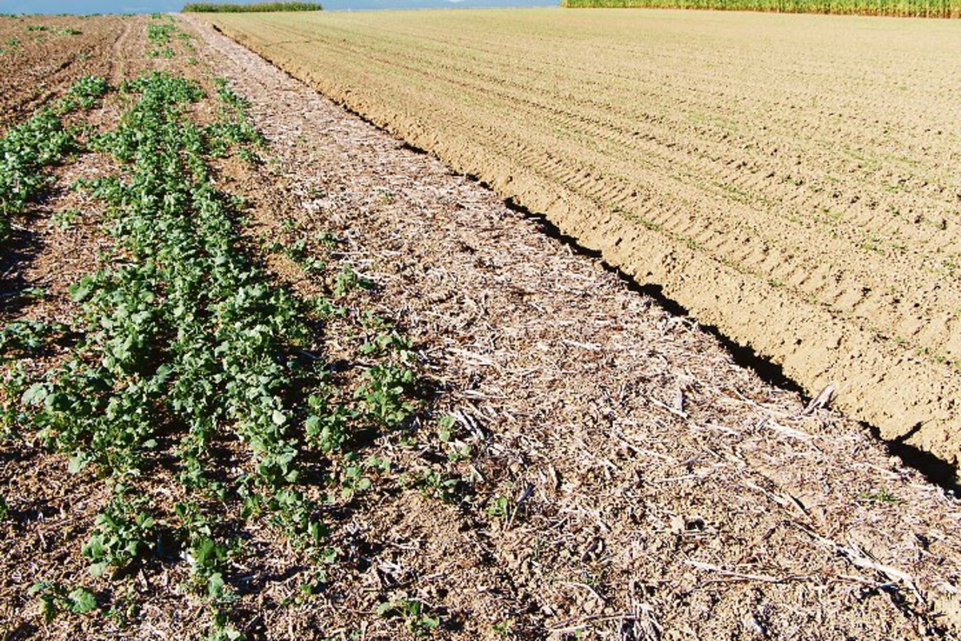 Bei der Rapsernte kann schnell das 80-fache der Saatmenge an Ausfallraps anfallen. (Bild André Chassot)