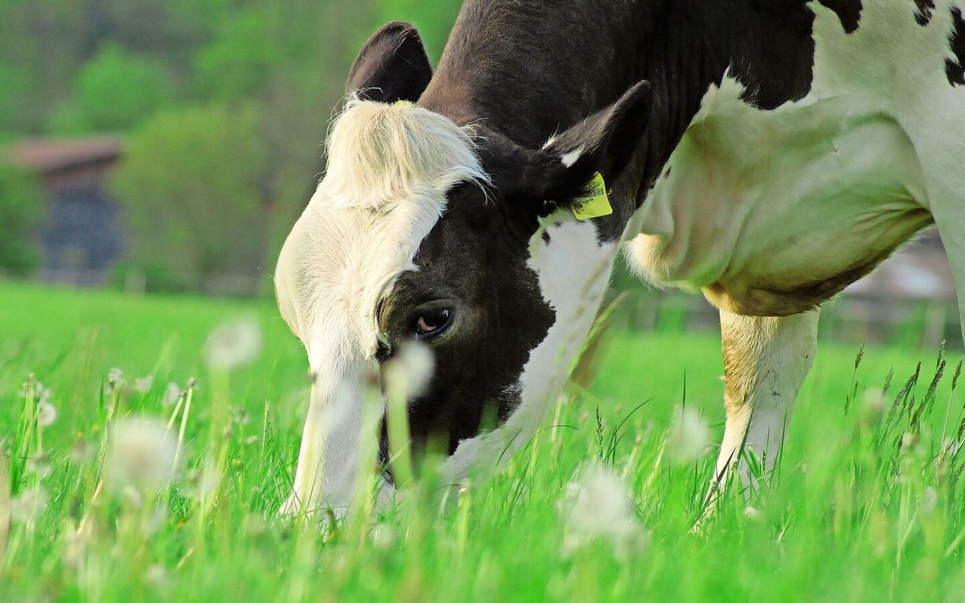 Mit der richtigen Fütterung und einer langen Nutzungsdauer seien Kühe mit 6000 Litern Milch ähnlich profitabel wie solche mit 9000 Litern.