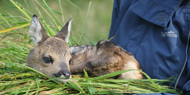 Die Rehkitze sollen bei der Rettung vor dem Mähwerk auf keinen Fall mit blossen Händen berührt werden, so der Schweizer Tierschutz. (Bild: flickr/STS Schweizer Tierschutz)