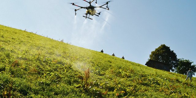 Am 12. September wurde diese steile Parzelle in einem Versuch per Drohne gegen Blacken flächenbehandelt. Die Drohne fasst 10 Liter und musste sechs Mal befüllt werden. (Bild Heinrich Hebeisen)