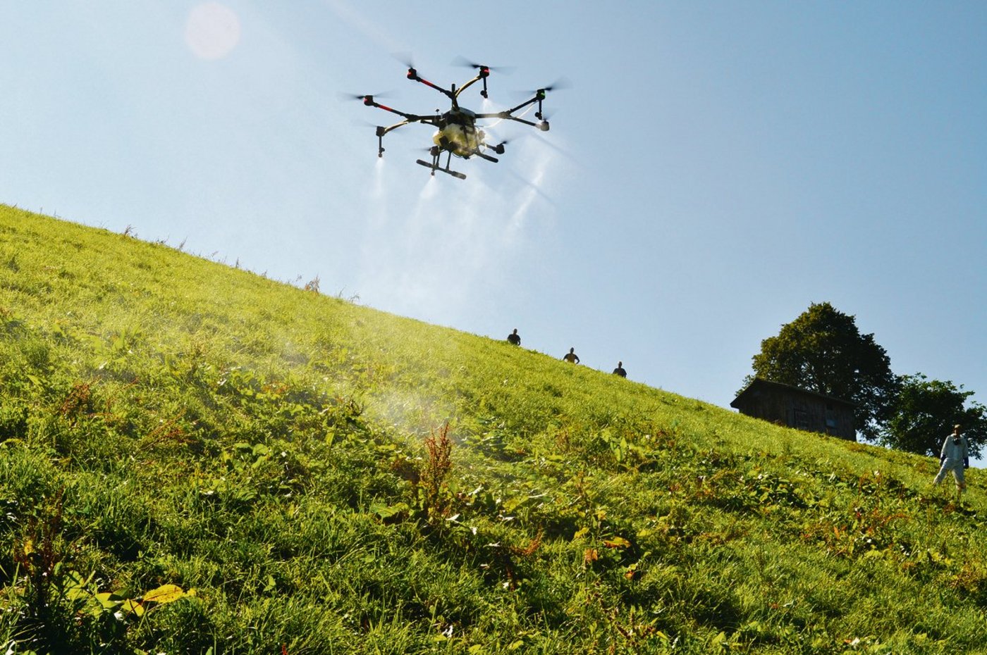 Am 12. September wurde diese steile Parzelle in einem Versuch per Drohne gegen Blacken flächenbehandelt. Die Drohne fasst 10 Liter und musste sechs Mal befüllt werden. (Bild Heinrich Hebeisen)