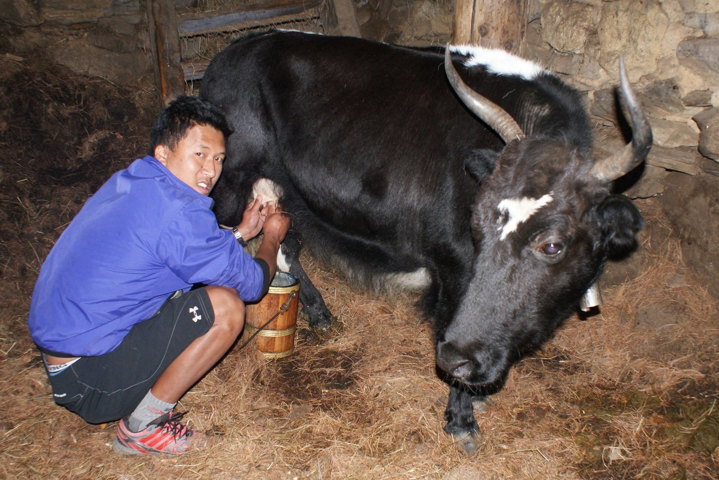 Landwirt Pempa Dorsi Sherpa melkt eine seiner «Zomos», Kreuzungstier zwischen Yak und Kuh. Zomos geben mehr Milch als Naks, das sind die weiblichen Yaks. (Bild 1/3 / Bilder: Brigitte Weidmann)