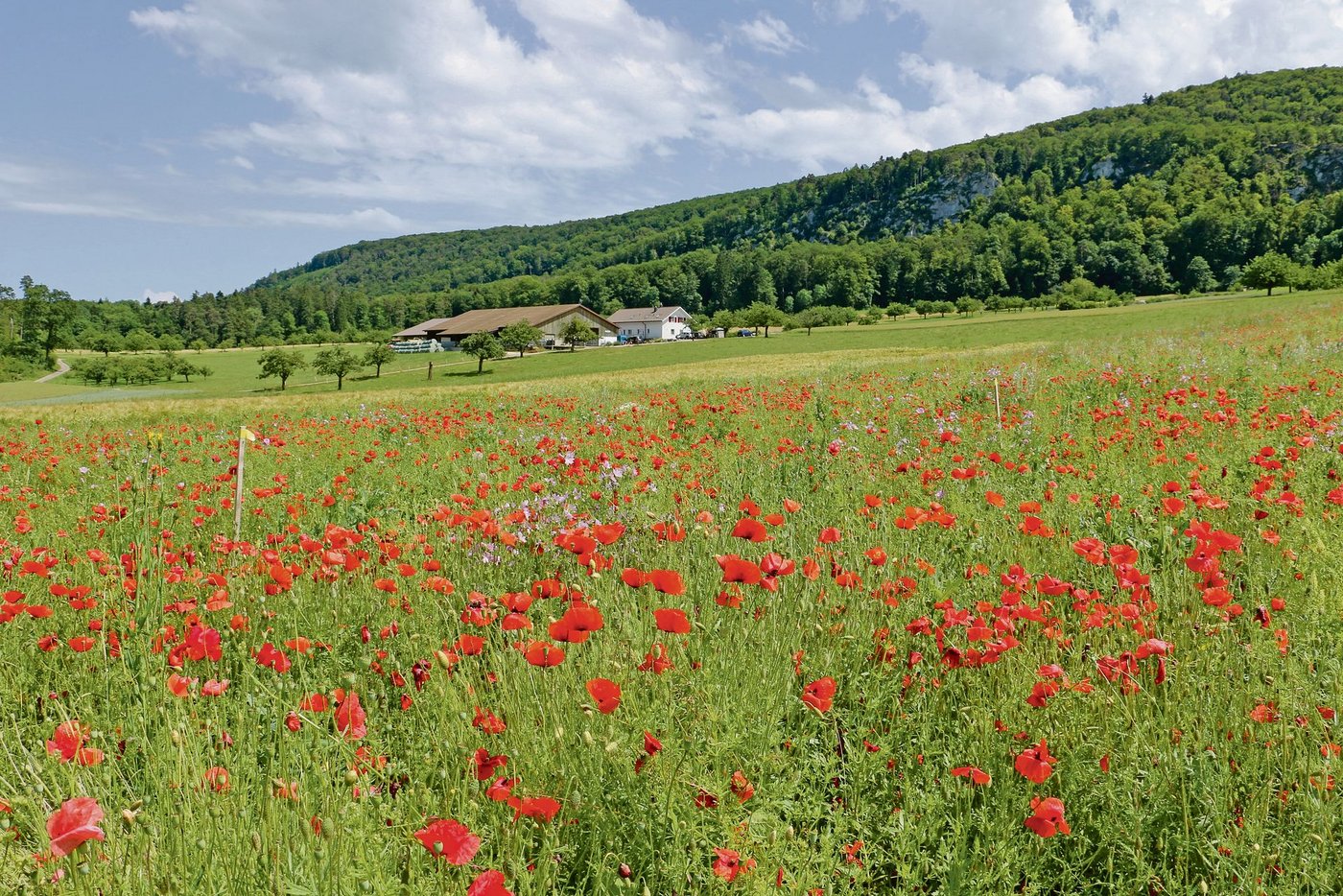 Der Chirsgartehof wird nach dem Prinzip von möglichst geschlossenen Kreisläufen bewirtschaftet. (Bild Werner Gschwind)