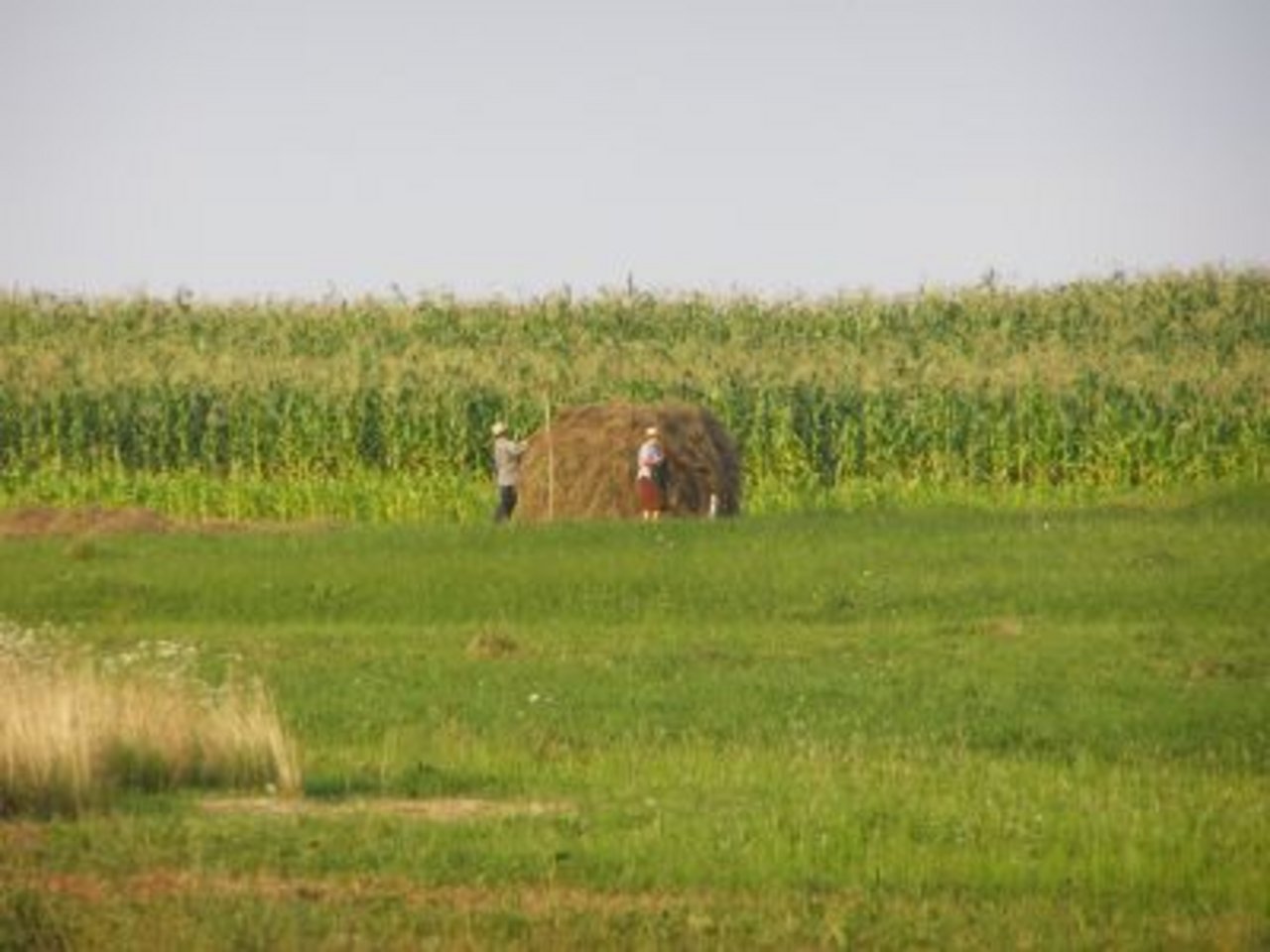 Bauern an der Arbeit in Transilvanien: So sehen die Felder heuer nicht aus. In gewissen Gegenden hat es seit April nicht mehr geregnet. (Bild Ewa Dryjanska)